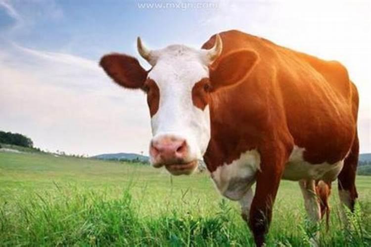 梦见牛是什么征兆啊