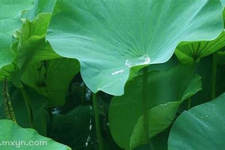 梦见水满道路