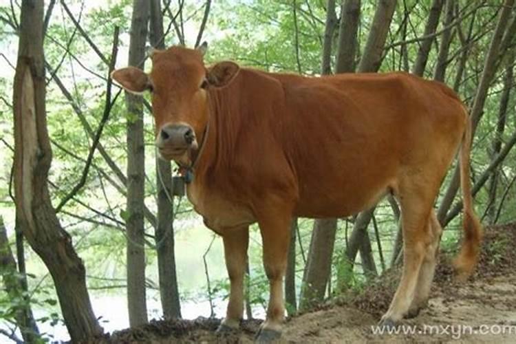 梦见漂亮的牛是什么预兆