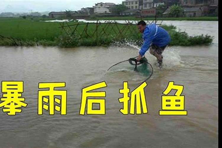 梦见大雨大水还有鱼