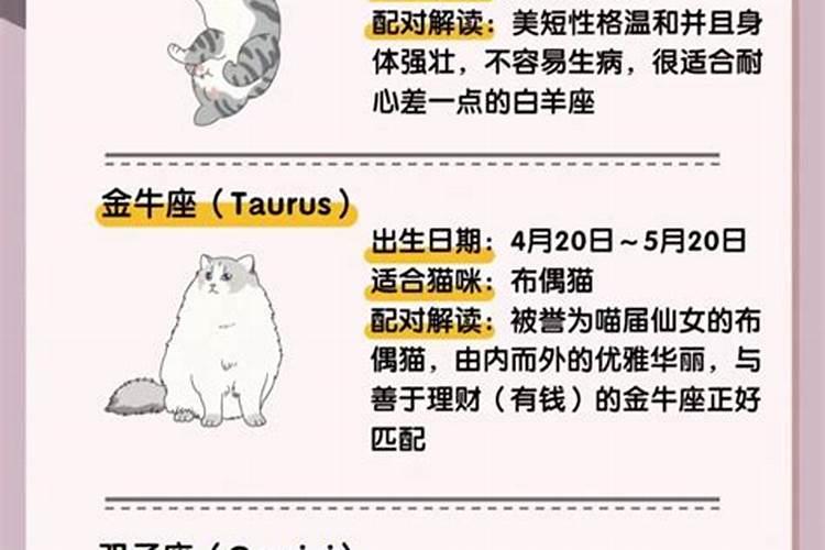 什么生辰八字适合养猫