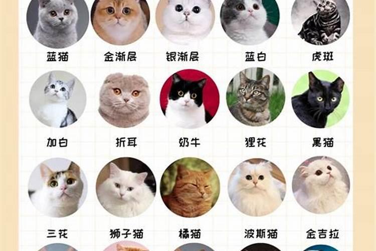 什么生辰八字适合养猫