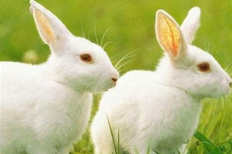1999年出生的属兔子的说婚姻能说的秘密