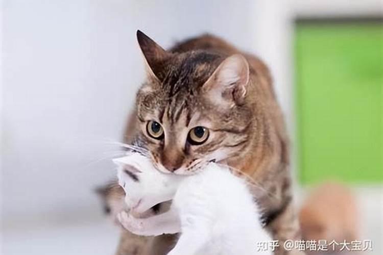 梦到自己被猫咬死了是什么意思