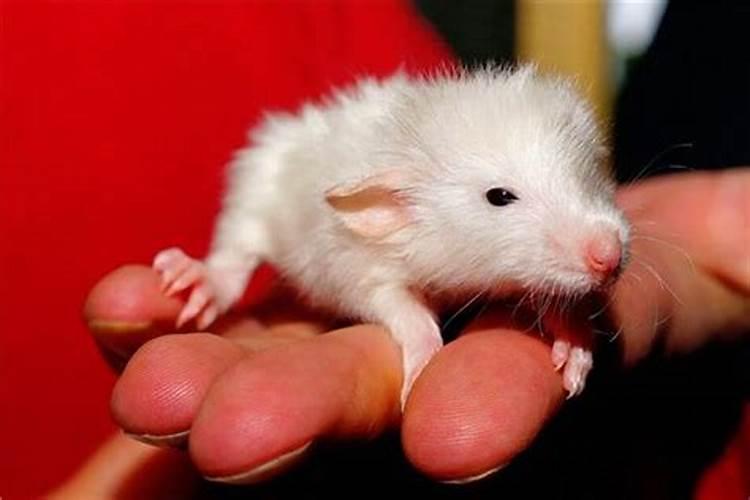 梦见白色老鼠什么意思