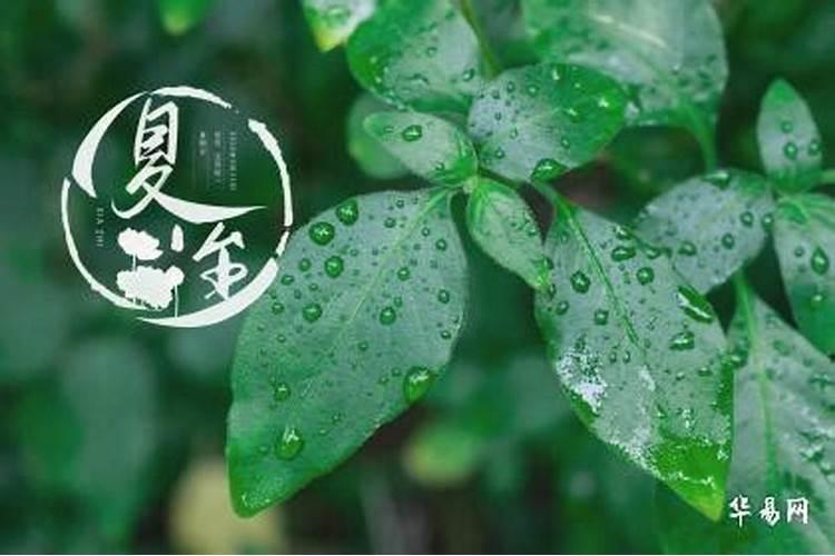 夏至下大雨什么征兆