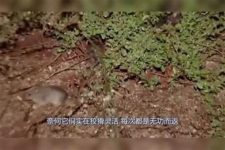 梦见老鼠在脚底下窜来窜去