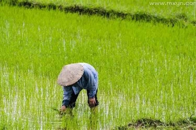 梦见农民在地里干活