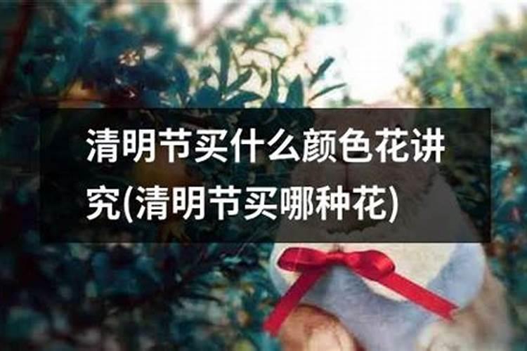 腊八祭祖坟买什么花比较好