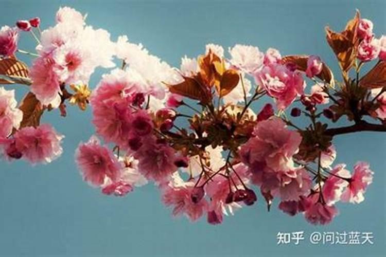 怎么看是桃花运还是桃花劫