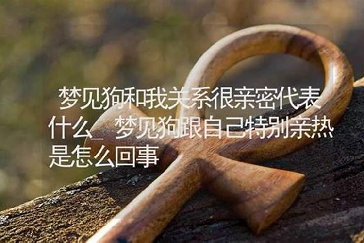 梦见黑狗和我很亲密的亲吻