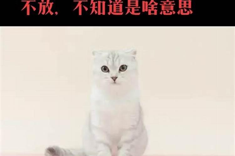 梦见被猫缠着甩不掉