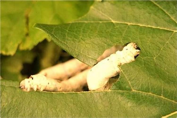 梦见选墓地奶死诈尸