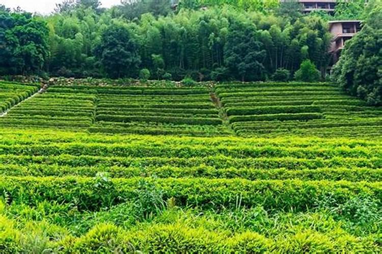 清明节去哪个地方卖花最好