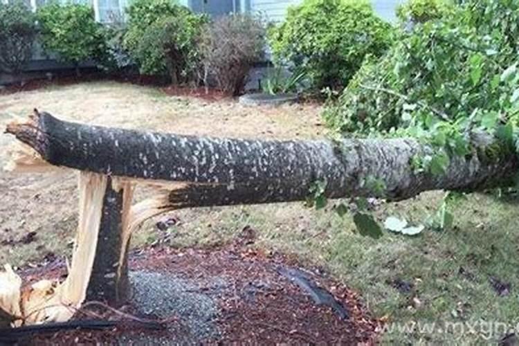 孕妇梦见下雨树倒了