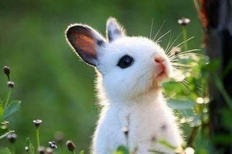 冲兔日是不是对属兔的不好
