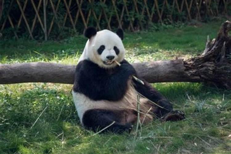 梦见熊猫是什么意思