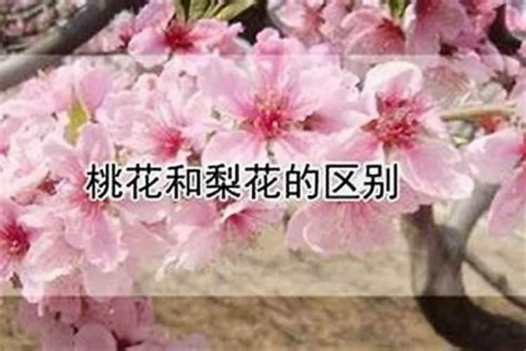 八字里面的桃花