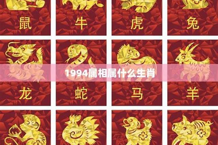 1994年生肖属什么属性