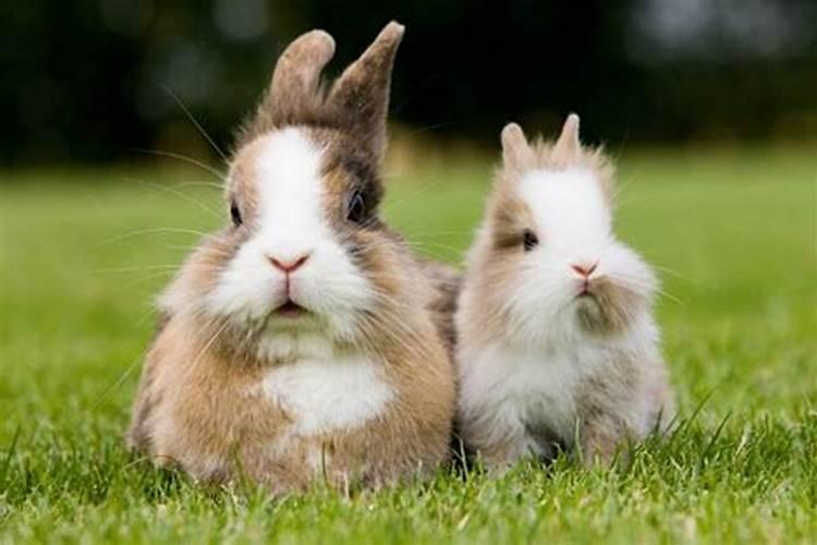 兔的姻缘搭配