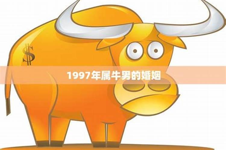 1997男属牛的今年婚姻