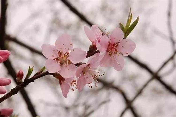 旺桃花种什么花