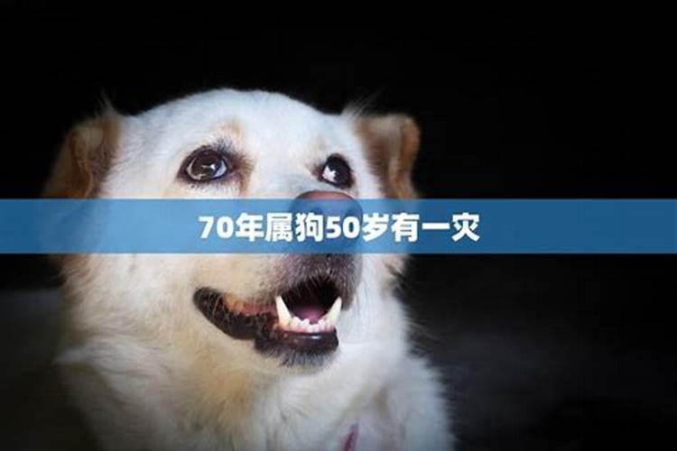 70年属狗人50岁后命运2019