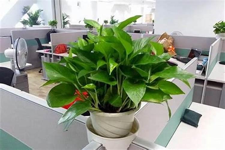 办公桌上摆放什么植物好旺财