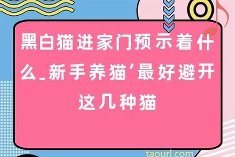 黑猫进家门预示着什么