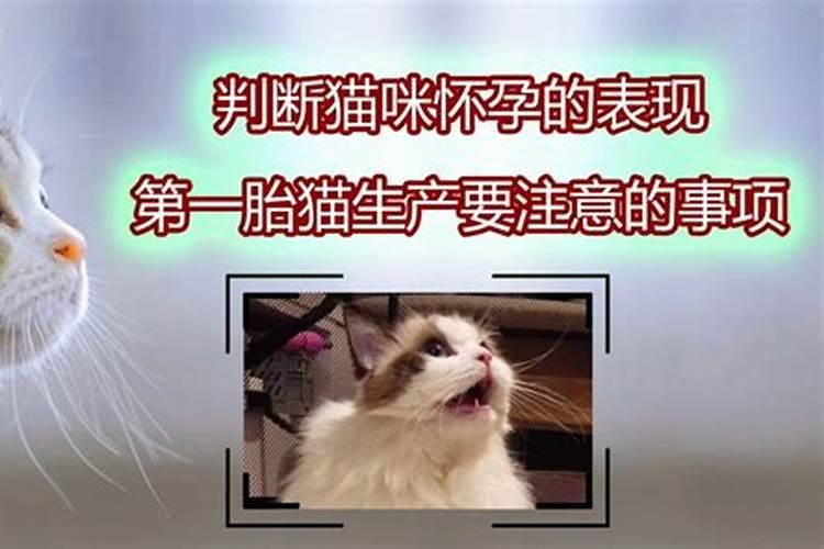 怀孕初期梦见猫是什么意思