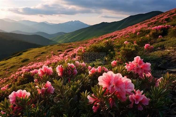 梦到山上花和风景特漂亮