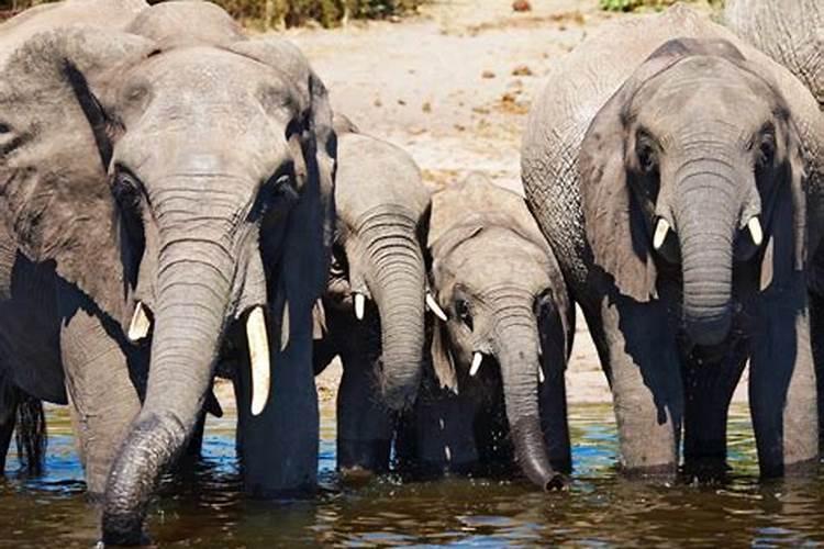 梦见一群小象在河里