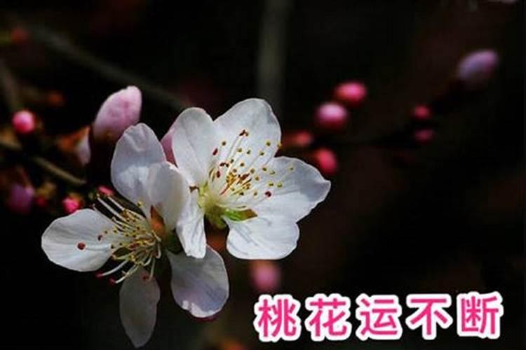 桃花运受阻碍