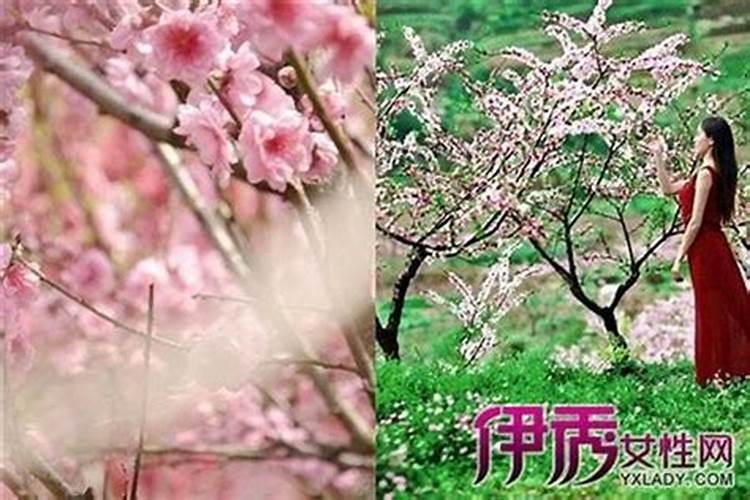 属虎2023年桃花劫遇真爱