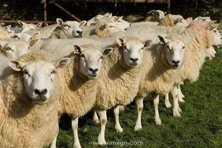 梦见邻居家养羊