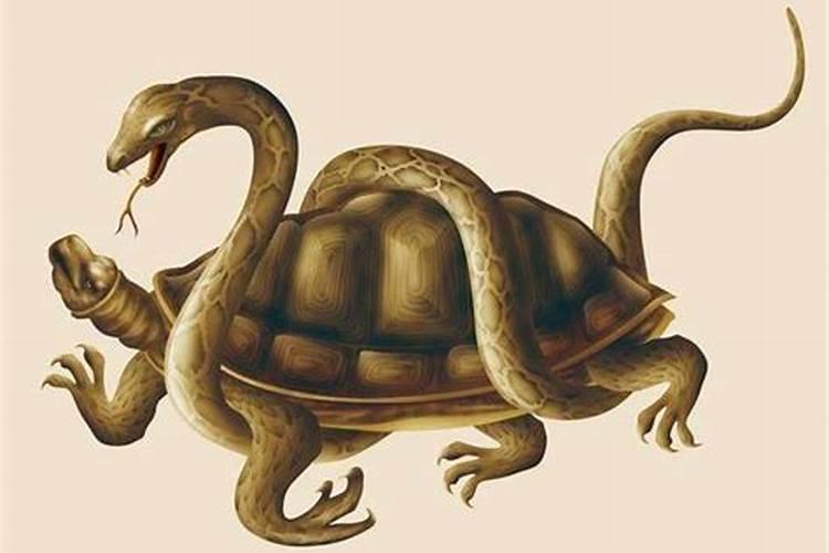 梦见蛇和乌龟是什么预兆