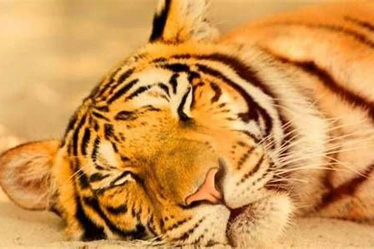 梦见家中进老虎但是老虎不咬人