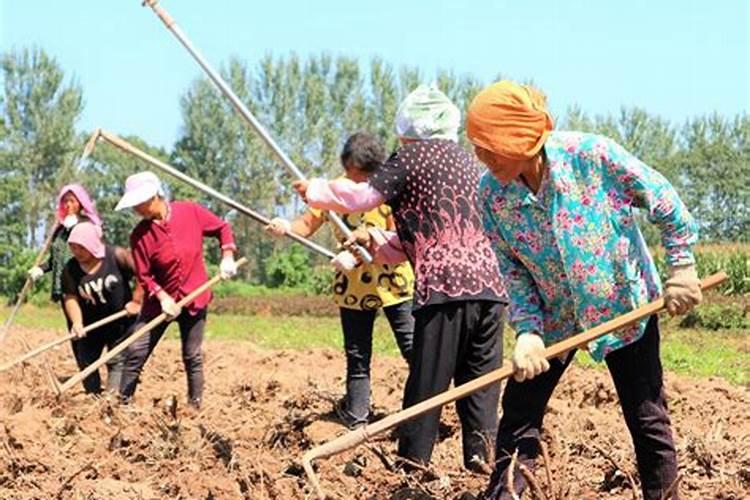 梦见跟家人一起干农活什么意思