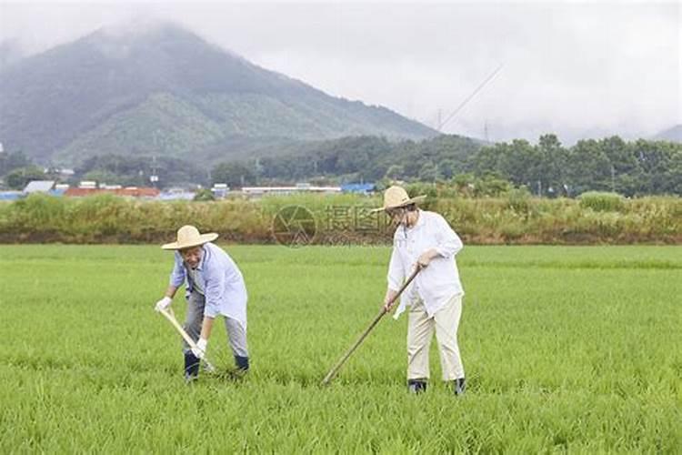 梦见全家人一起干农活