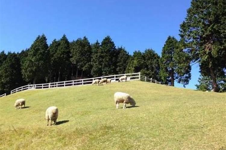 大安风水山牧场