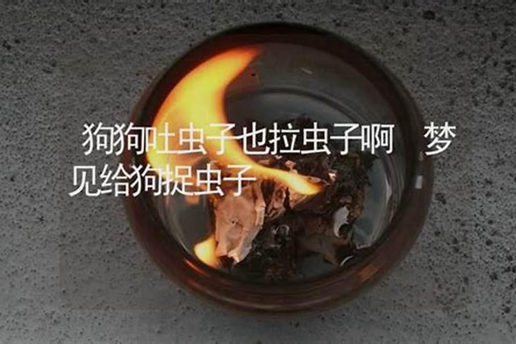 梦见拉虫子是活的很多