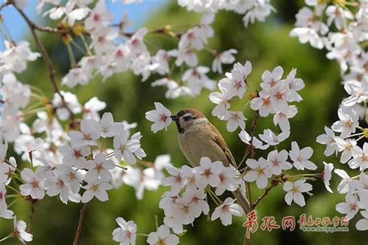 梦见鸟语花香是什么意思