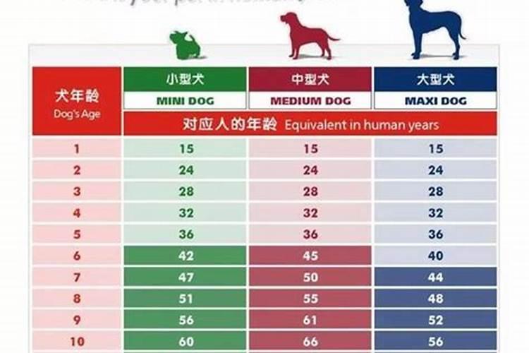 属狗的年龄表，属狗的年龄表是多少