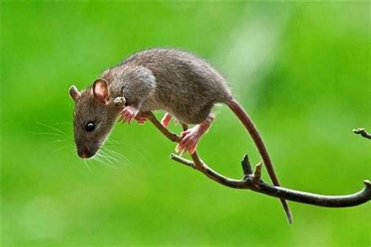 梦见老鼠在身上爬是什么意思