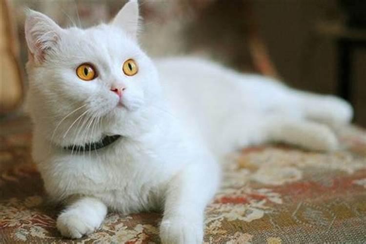 做梦梦见白猫好吗