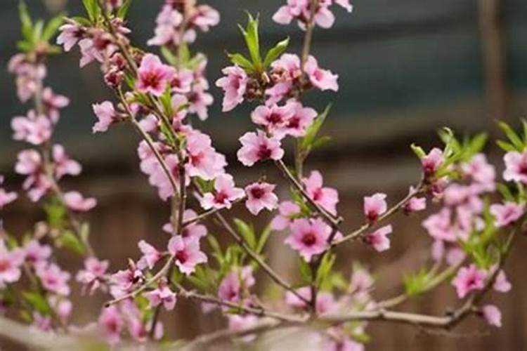 求桃花运拜什么菩萨