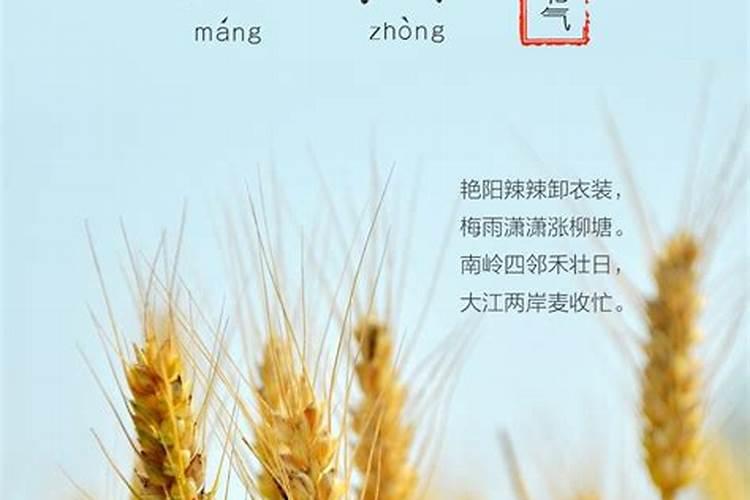 芒种已过,夏至未至是什么意思