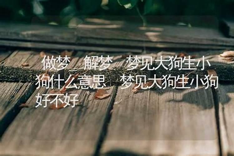 梦见大狗生了好多小狗是什么预兆