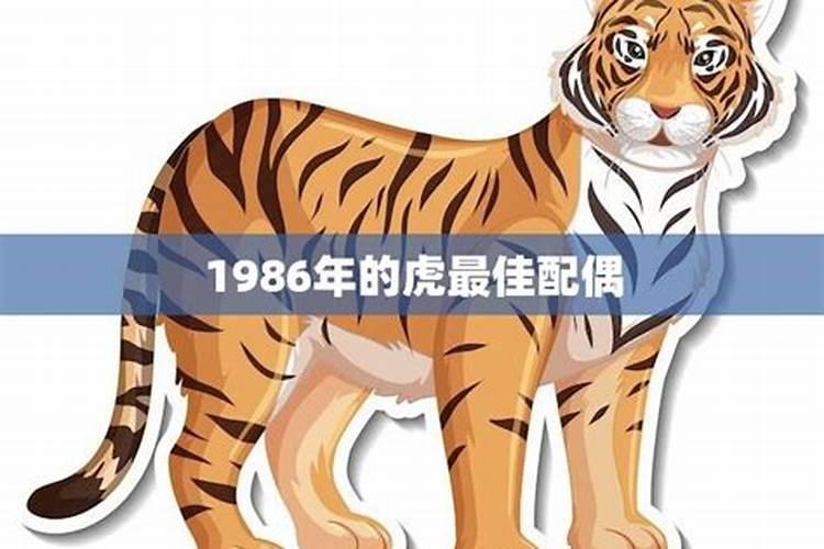 1986年属虎最佳配偶属相是什么