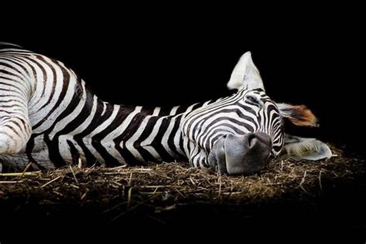 十二生肖睡眠最少的动物